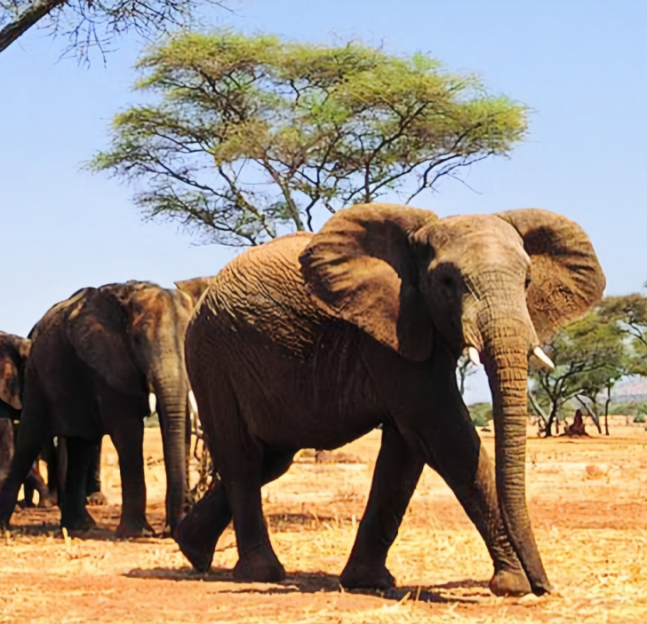<私家团>VIP4-6人肯尼亚10天观野生动物特色之旅 南方航空 一价全含